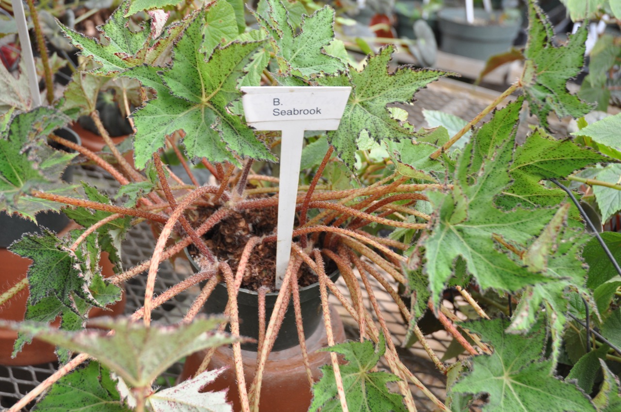B. ‘Seabrook’